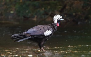 Black-fronted Piping-Guan, Iguazu Falls 2016