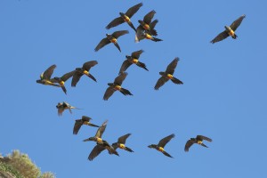 burrowing-parakeets-b_6447