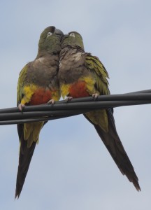 burrowing-parakeets_5622