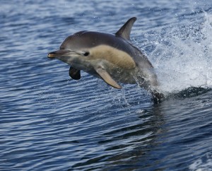 common-dolphin_5975