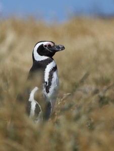 magellanic-penguin_5373