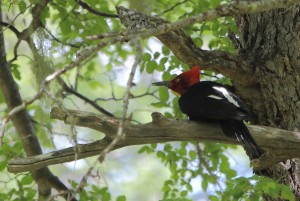 magellanic-woodpecker-b_7085