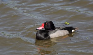 rosy-billed-pochard_5125