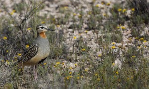 tawny-throated-dotterel-b_6767