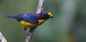 violaceous-euphonia_7872