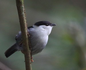 White-bearded Manakin, Iguazu Falls 2016