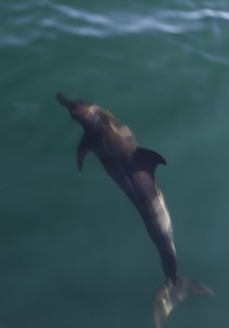 Bottlenose Dolphin_9202