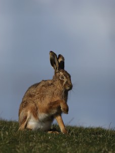 Brown Hare_1007