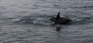 Dolphins_0887