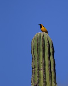 Hooded Oriole_0232