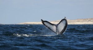Humpback Whale, Mexico 2017