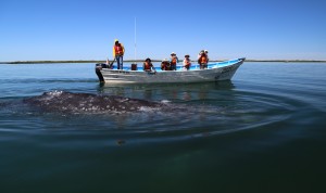 Grey Whale, Mexico 2017