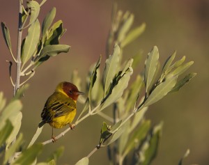 Mangrove Warbler _9683