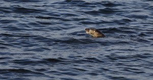 Otter_0944