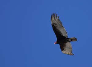 Turkey Vulture_9808