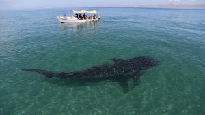 Whale Shark, Mexico 2017