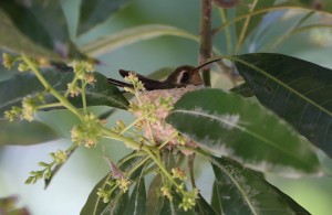 Xantus's Hummingbird, Mexico 2017