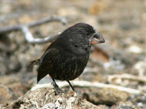 11 Large Ground Finch