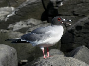 201 Swallow-tailed Gull