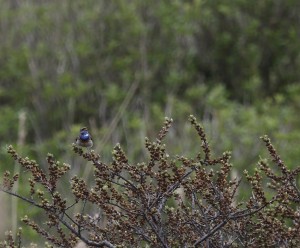 Bluethroat_1143