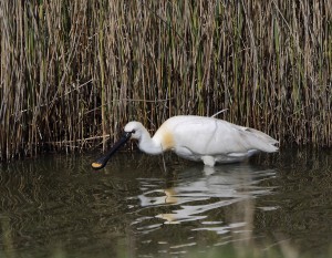 Spoonbill_1180