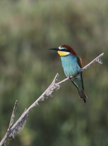 Bee-eater_1338