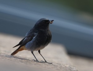 Black Redstart_2420