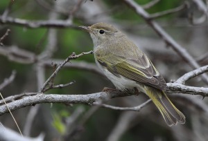 Bonelli's Warbler_2978