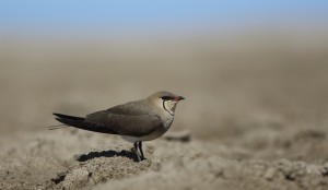 Collared Pratincole_2083