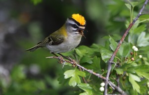 Firecrest_3045