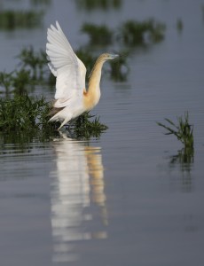 Squacco Heron_1474