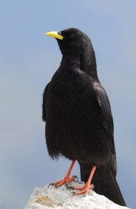 Alpine Chough, Picos de Europa 2017