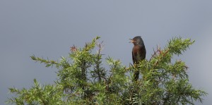 Dartford Warbler, Duero Valley 2017