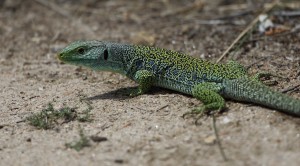 Ocellated Lizard_3223