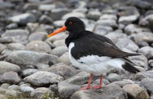 Oystercatcher, Hebrides 2018