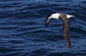 Black-browed Albatross, Falklands 2018