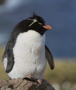 Rockhopper Penguin, Falklands 2018