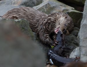 Otter, Hebrides 2019