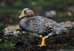 Falkland Steamer Duck, Falklands 2018