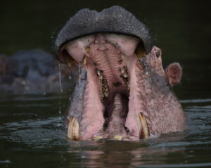 Hippo, Uganda 2020