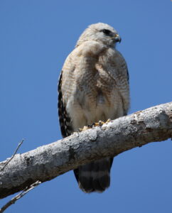 Red-shouldered Hawk, Florida 2009
