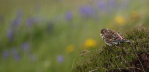 Twite, Hebrides 2021