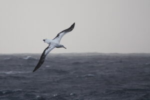 Wandering Albatross, South Atlantic 2009