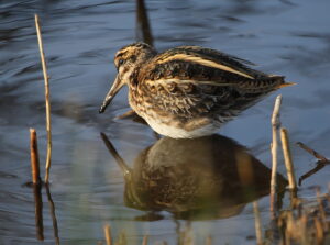 Jack Snipe, Scilly 2021