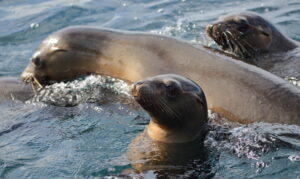 California Sea Lions, Mexico 2022