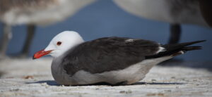 Heermann's Gull, Mexico 2022