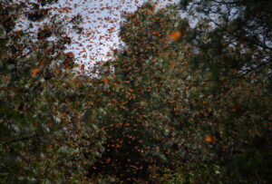 Monarch Butterflies, Mexico 2022