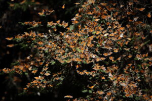 Monarch Butterflies, Mexico 2022