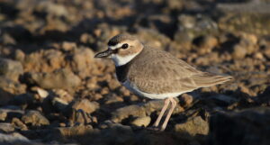 Wilsons Plover, Mexico 2022