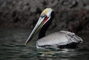 Brown Pelican, Mexico 2022